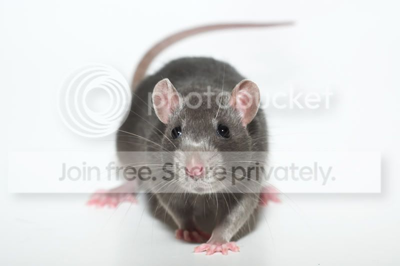 Bongo Fury Jan Van Vliet
