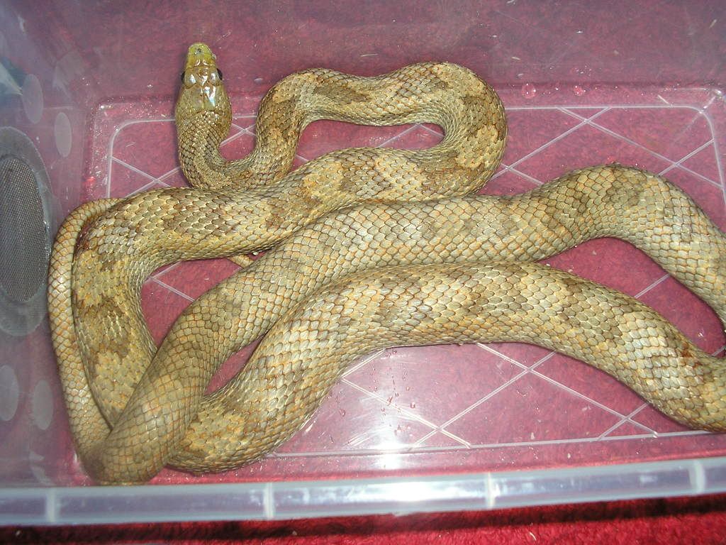 new snakess Picture021-2