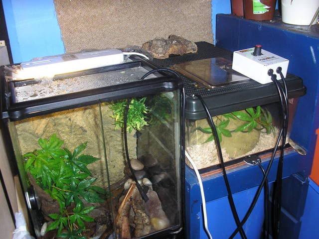 my viv setups Picture069