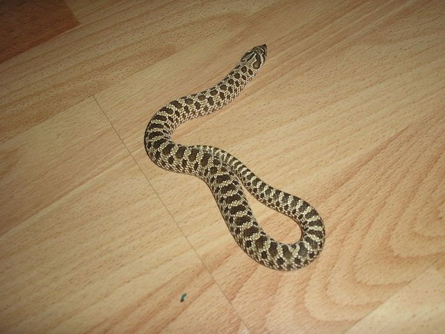 new snakess Picture088-1