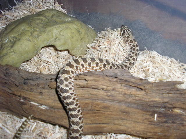 new snakess Picture091-1