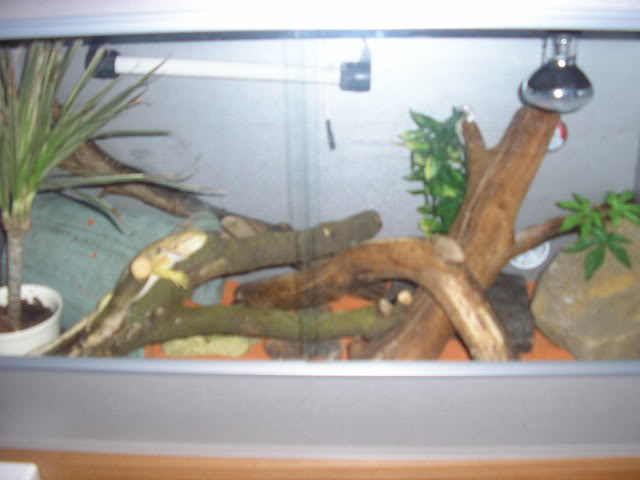 my viv setups Picture092