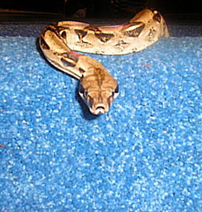 new snakess Picture323-1-1