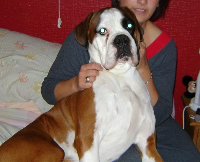 BUSTER - big handsome boxer boy Buster5