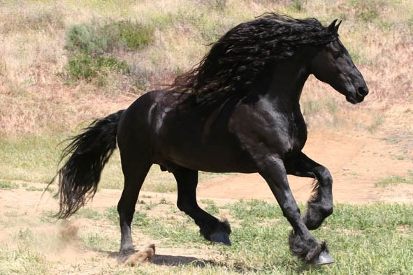 Black Beautys Horse-1