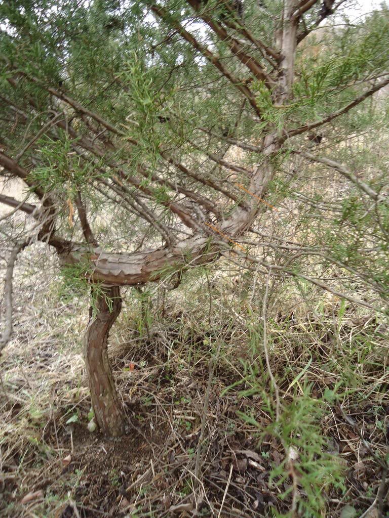 What? E. Red Cedars (J. virginiana) with movement?!?! Yamadori Q 022-9_zpse811f6bc