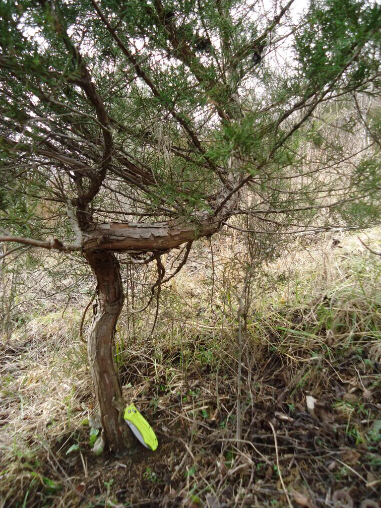 What? E. Red Cedars (J. virginiana) with movement?!?! Yamadori Q 023-8_zpse898dbc7