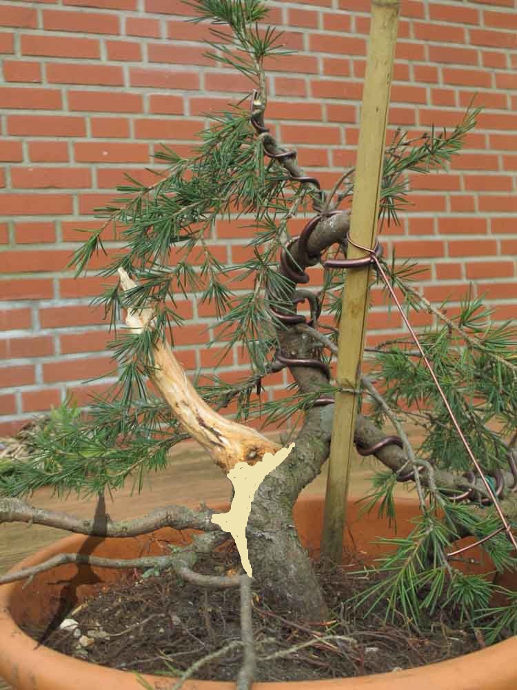 Cedrus Deodara to-be bonsai? 20141013_zps66160bd0