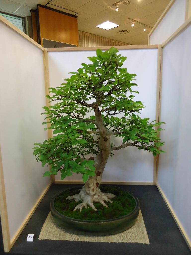 Carolina Bonsai Expo 2014 DSC02701_zps5bc4c503