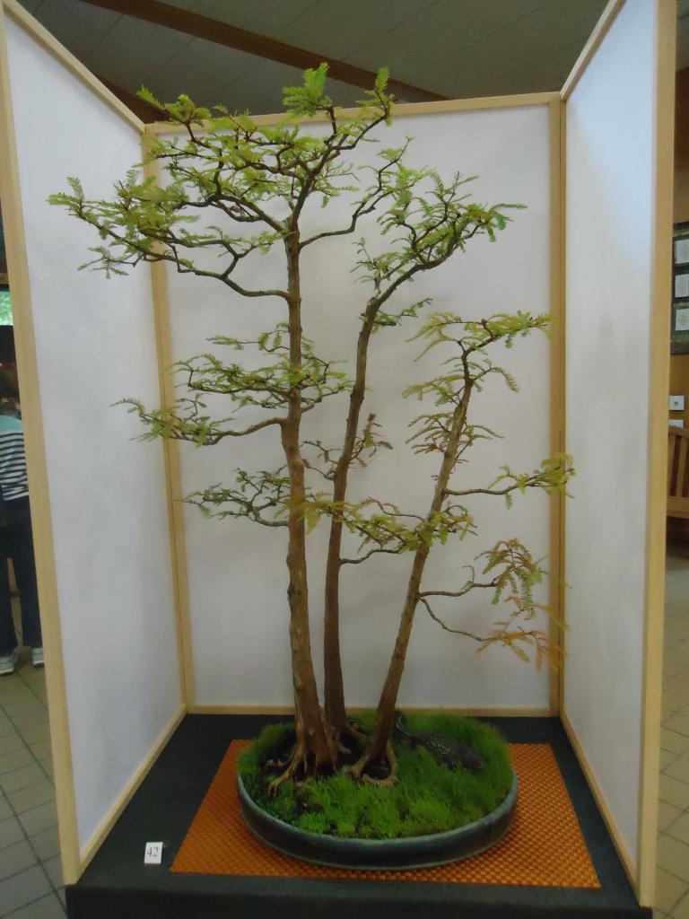 Carolina Bonsai Expo 2014 DSC02708_zps0b886814