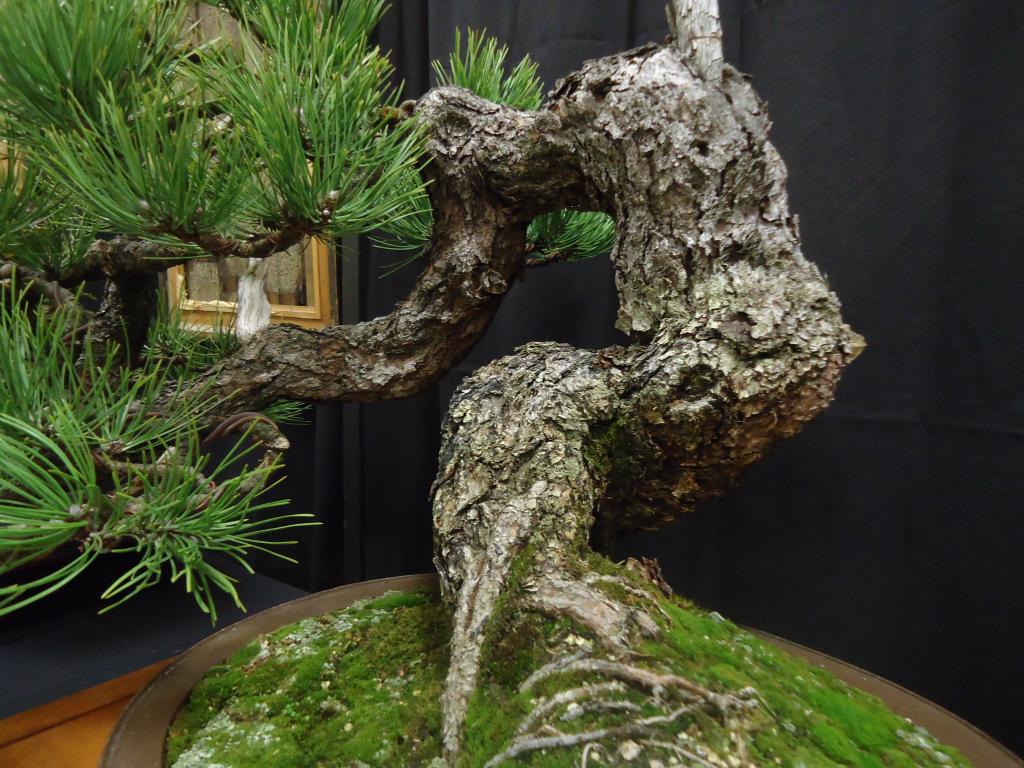 Carolina Bonsai Expo 2014 DSC02731_zps1e8fe92b