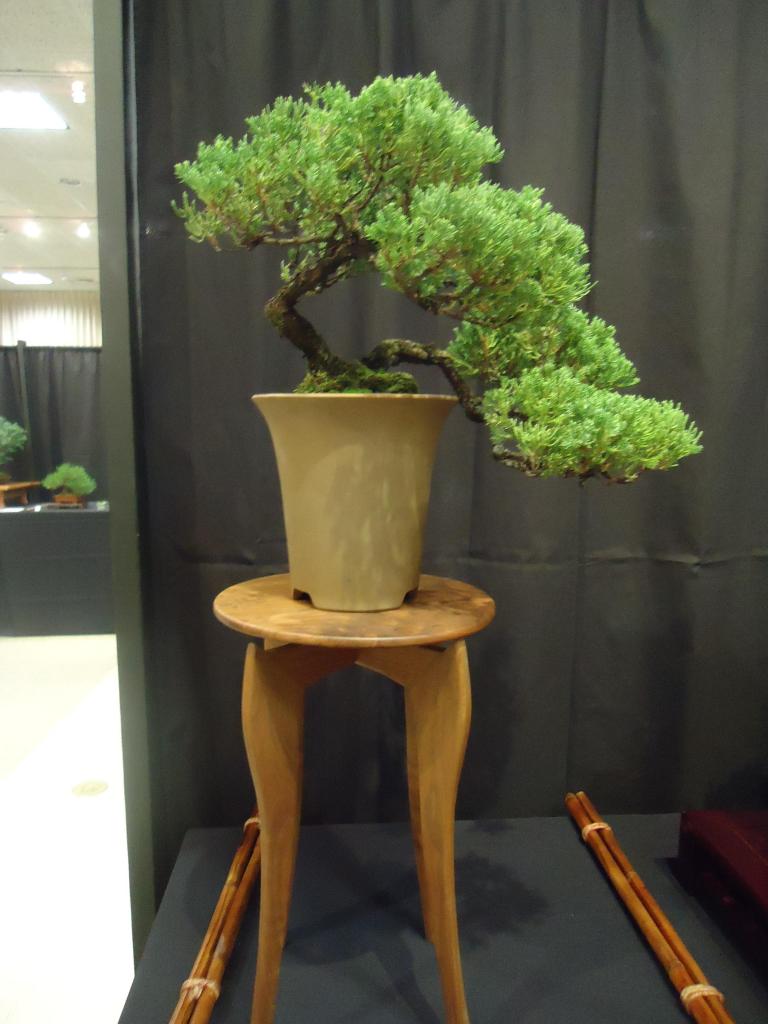 Carolina Bonsai Expo 2014 DSC02733_zpsade4964c