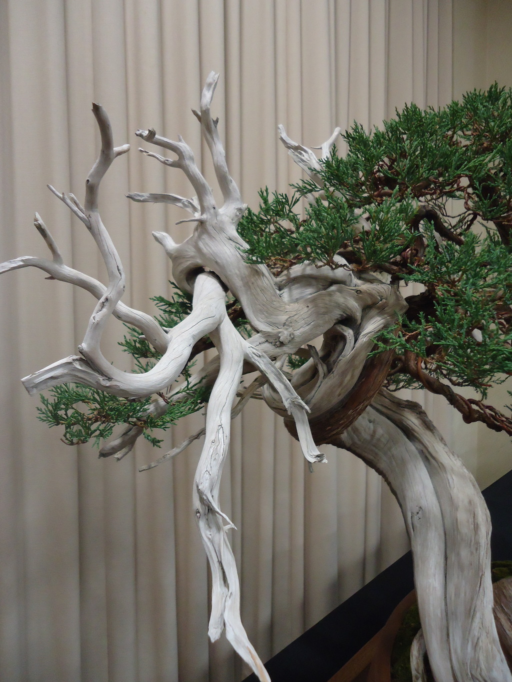 Carolina Bonsai Expo @ NC Arboretum DSC02979_zpswt3qahwg