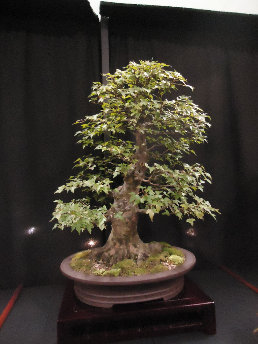 Carolina Bonsai Expo @ NC Arboretum DSC02983_zpsticc4bmg