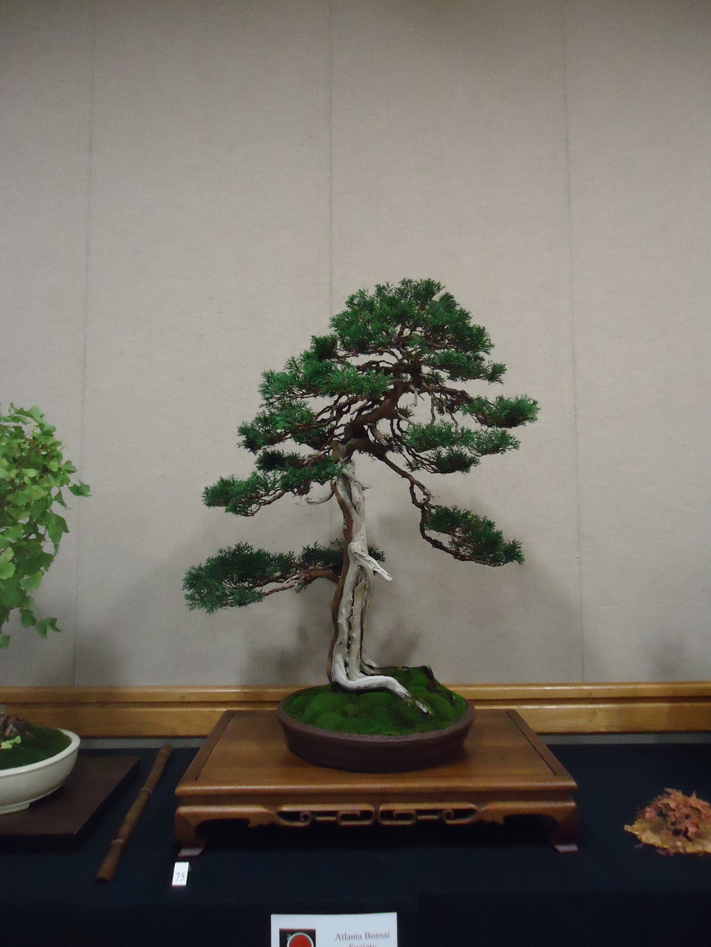 Carolina Bonsai Expo @ NC Arboretum DSC02984_zps71s2heev