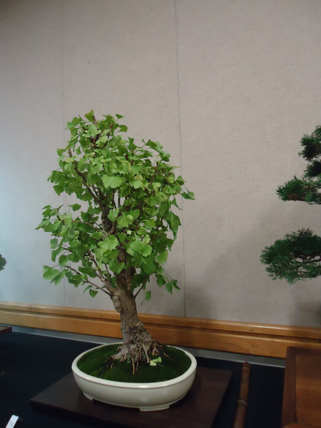 Carolina Bonsai Expo @ NC Arboretum DSC02985_zpsqfi8icqu