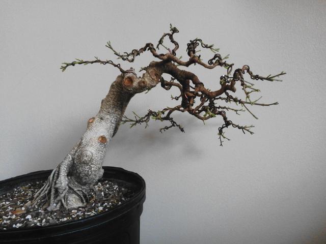 Ficus retusa hard pruning Picture0122171335_1_zpsti01p1no
