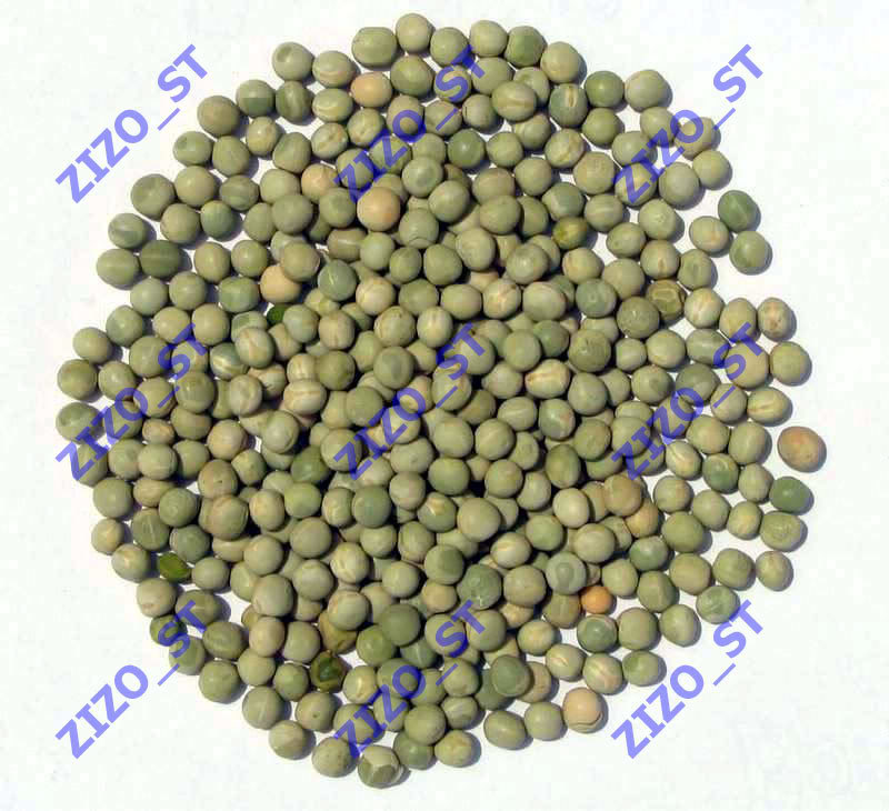  المكونات الرئيسية لتغذية الحمام (مدعم بالصور) American-Green-Peas