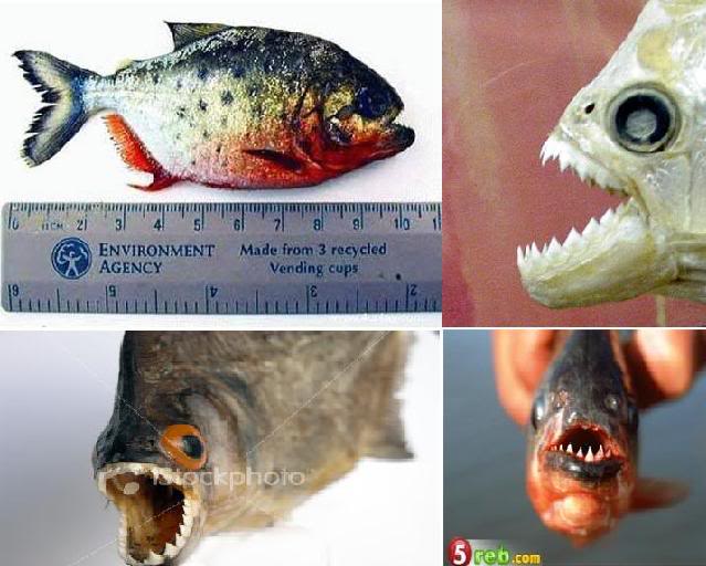  سمك البيرانا Piranha Fishes حفظكم الله ؟؟؟؟  Brna9