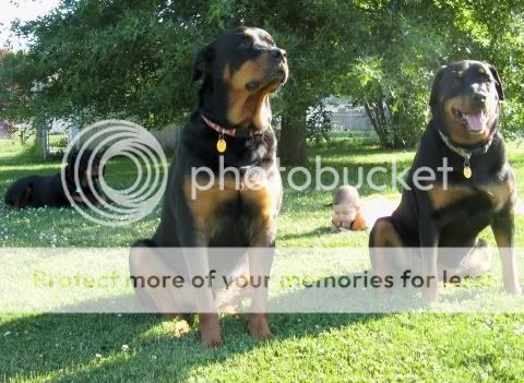 the Rotties R-guarding