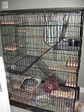 2 chinchillas mâles - ADOPTÉS Th_Cage_rescu_001