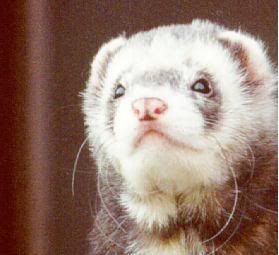 Africki tvor - ferret Ferrets