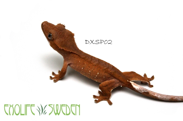 SÄLJES: Correlophus ciliatus (Ögonfransgecko) 445d37b8-01e7-4f8c-ac10-a860a64f9ff3