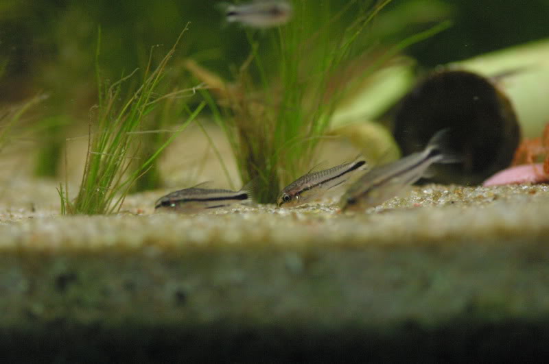 Fotografias de corydoras - Fotogaleria IMG_7381