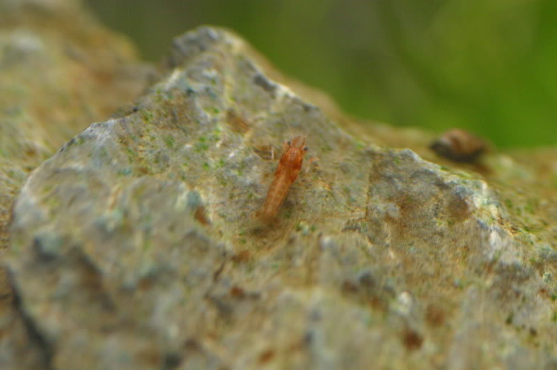 [cambarellus patzcuarensis orange] Postura, Gestaçao, Nascimento (fotos, Muitas Fotos) - Página 5 IMG_9738