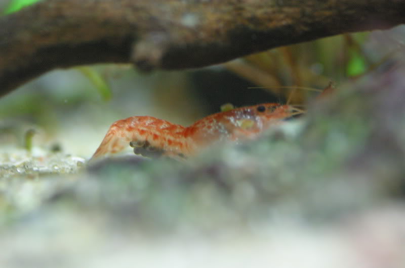 [cambarellus patzcuarensis orange] Postura, Gestaçao, Nascimento (fotos, Muitas Fotos) - Página 4 2010_05_263