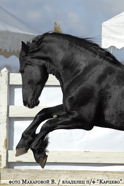 Frizijski konji, friesian horses A_42f8ab