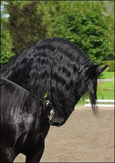 Frizijski konji, friesian horses A_de9919