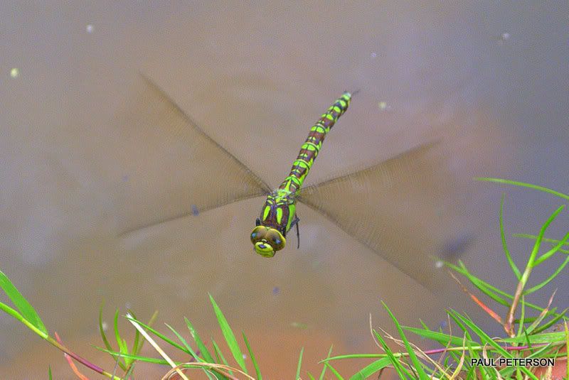 Dragonflys DSC_0048