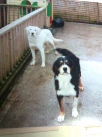 retriver x and burmese x *sorted* Reginasdogs