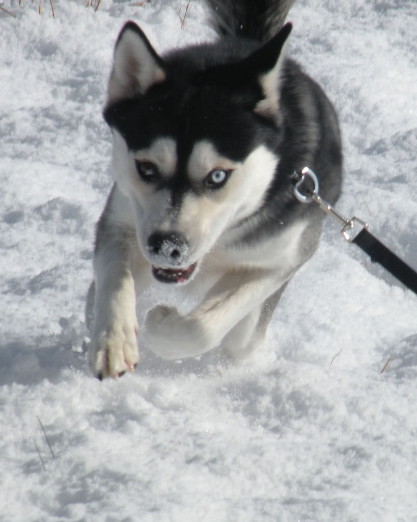 pics of avlanche playing in snow!!!! DSCN2314