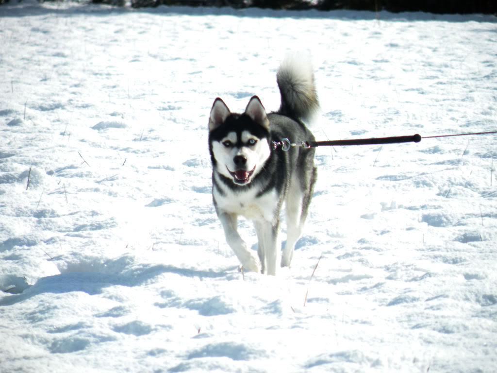 pics of avlanche playing in snow!!!! DSCN2321