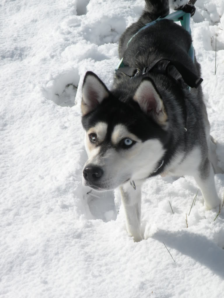 pics of avlanche playing in snow!!!! DSCN2346