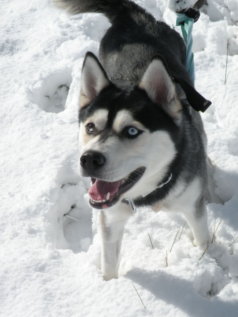 pics of avlanche playing in snow!!!! DSCN2347