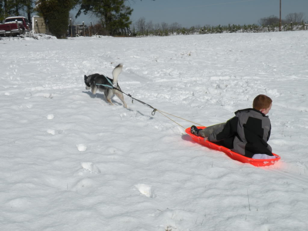 pics of avlanche playing in snow!!!! DSCN2350