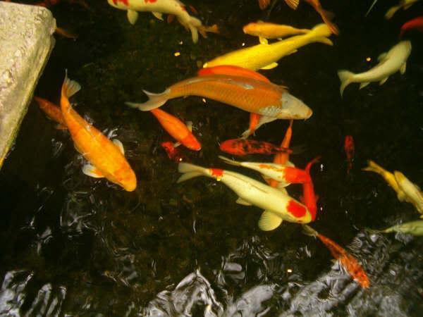 Valuation of koi - koi killed Koi2007000