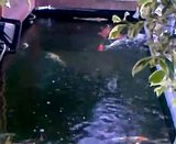 One of my koi constantly comes up for air Th_Video-0005