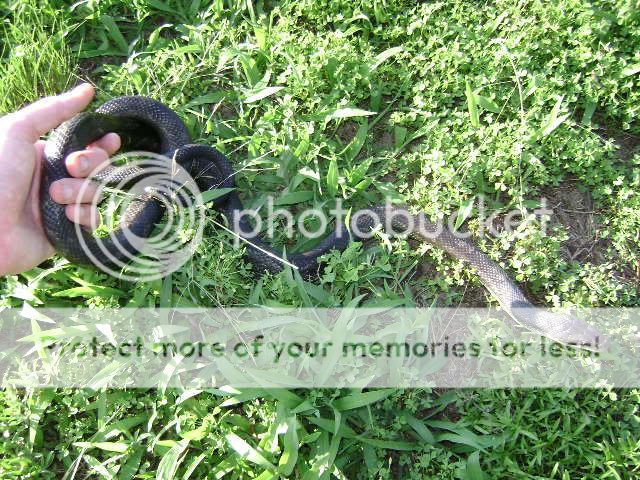 FS/T: Female Black Rat Snake DSC01475