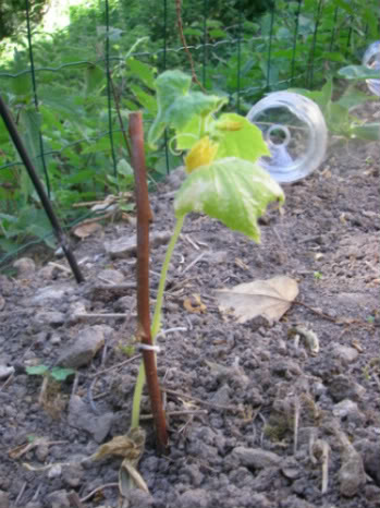 concombre tout petit mais déjà des fleurs 5a1002cd