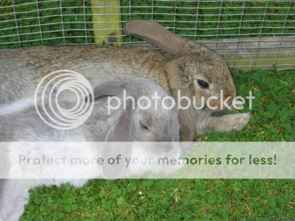 baby bunny pics- add yours. IMG_0370-1