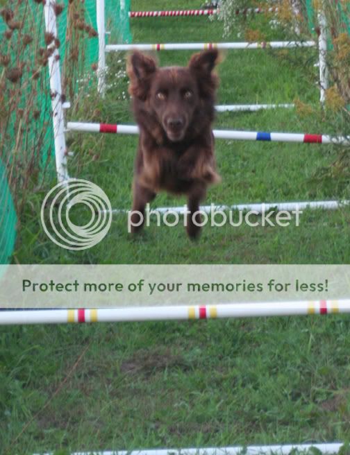 Dock Jumping Dog Stunt Double 79836-Bannerjumping