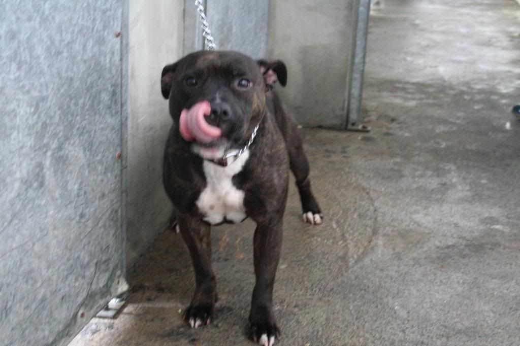 Dunboyne Stray - Jessie - Gorgeous Staffy Girl *gone to rescue* IMG_5585