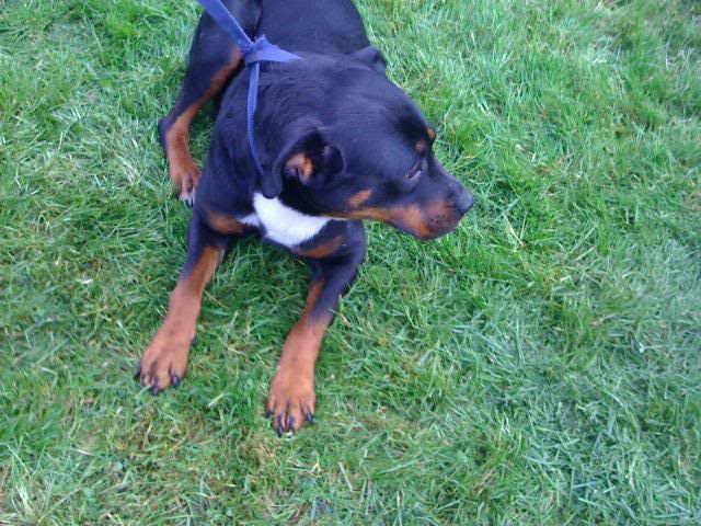 *REHOMED* Janey - gorgeous Rottie x girl IMG_0215