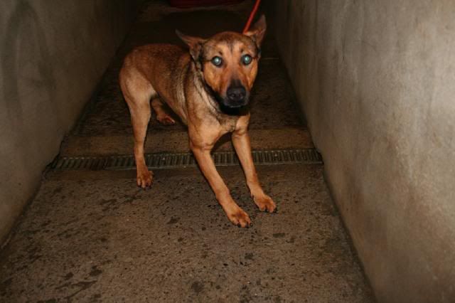 Out and safe: Dunboyne Stray - Gordon, GSD X IMG_0232