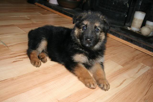 *REHOMED* 10 puppies GSD x Rottie - Page 2 IMG_1186