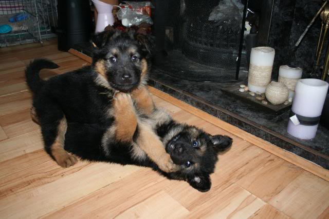 *REHOMED* 10 puppies GSD x Rottie - Page 2 IMG_1189